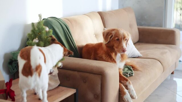 A Jack Russell and a Nova Scotia Duck Tolling Retriever dogs share a couch, one inquisitive, the other at ease. Pet at home 