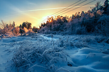 Winter morning in the woods or field. Frost covered plants in the forest at sunrise