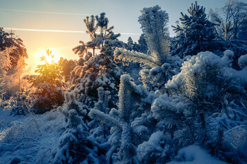 Winter morning in the woods or field. Frost covered plants in the forest at sunrise