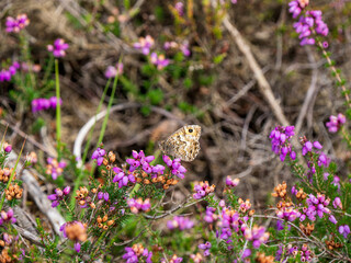 Grayling Butteffly Feeding on Bell Heather