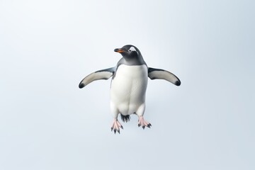 Fototapeta premium Penguin on a white background