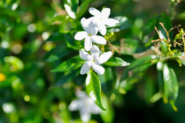 Gardenia jasminoides, RUBIACEAE or Tabernaemontana pandacaqui Lam or APOCYNACEAE or ‎gardenia