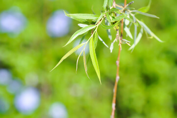 Salix babylonica var or pekinensis or Pendula or Weeping Willow or Salix babylonica L, SALICACEAE