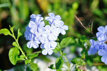 Cape leadwort, PLUMBAGINACEAE or Plumbago auriculata Lam