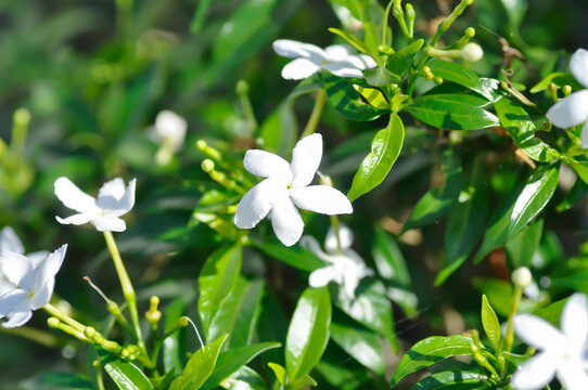 Gardenia jasminoides, RUBIACEAE or Tabernaemontana pandacaqui Lam or APOCYNACEAE or ‎gardenia