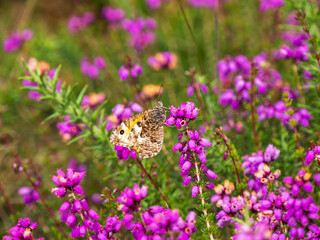 Grayling Butteffly Feeding on Bell Heather