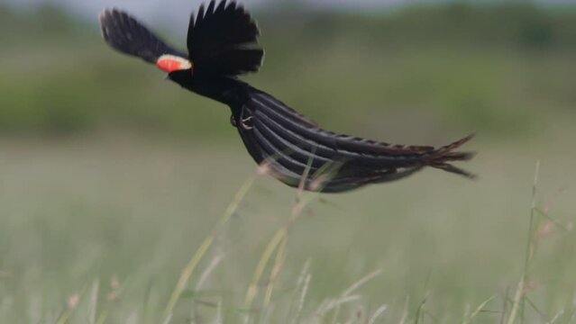 Long lens of a long-tailed widowbird (Euplectes progne) mating display across tall grass on a windy morning in Africa.