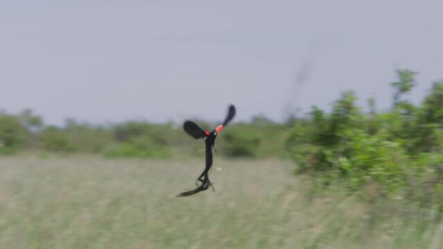 Long lens pan of a long-tailed widowbird (Euplectes progne) mating display while flying close to tall grass during the morning in Africa.