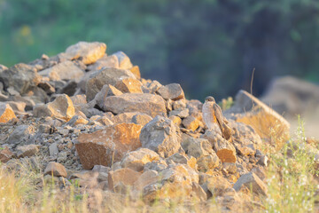 Shaheen Falcon or Peregrine falcon bird perched on the stone in its natural habitat