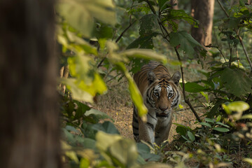 Sub-adult of Royal Bengal tiger on prowl at Pench National park