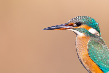 Close up view of beautiful colorful blue bird ,Common kingfisher.  Alcedo atthis