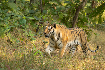 Sub-adult of Royal Bengal tiger on prowl at Pench National park