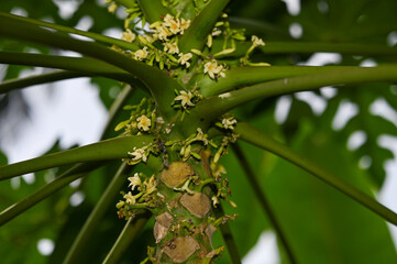 Papaya tree with papaya flower