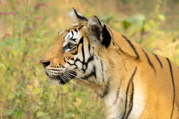 Sub-adult of Royal Bengal tiger on prowl at Pench National park