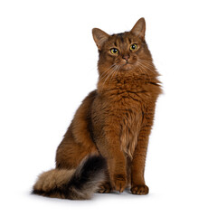 Beautiful young adult Somali cat, sitting up side ways. Looking beside camera. Isolated on a white...
