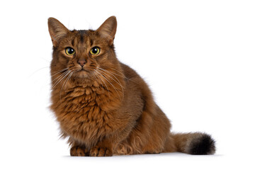 Beautiful young adult Somali cat, laying down facing front. Looking towards camera. Isolated on a...