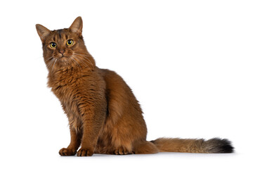 Beautiful young adult Somali cat, sitting up side ways. Looking towards camera. Isolated on a white...