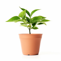 plant in a pot