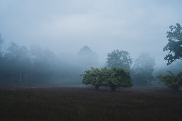 Landscape of the Kanha National park, foggy and misty environment in early morning.