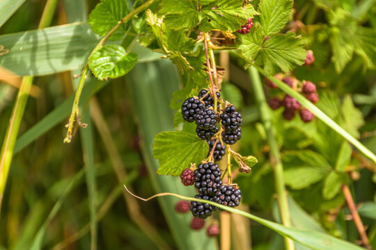 Blackberry bush with black and red blackberries