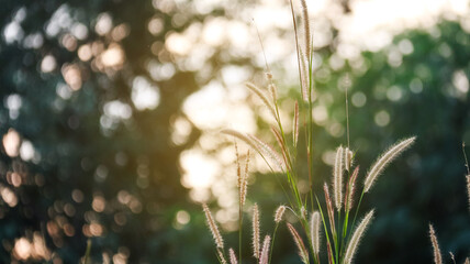 Feather pennisetum grass on blur background