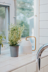 plant in a pot on a bay window in a bright modern kitchen