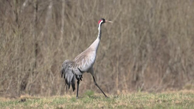 Wild common crane, grus grus, walking on hay field in spring nature. Large feathered bird landing on meadow from side view. Animal wildlife in wilderness, two birds resting