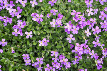 background with purple flowers and green leaves. many small purple flowers of the small periwinkle in spring, purple background with flowers.  the macro