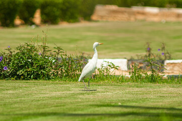 Egret on green grass lawn