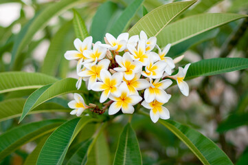 Tiara flowers white and yellow