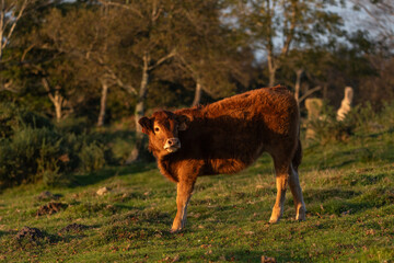 Calf grazing peacefully in the meadows of Mount Jaizkibel, in Guipuzkoa, Spain, during a sunny sunset