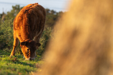 Calf grazing peacefully in the meadows of Mount Jaizkibel, in Guipuzkoa, Spain, during a sunny...