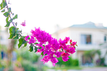 Pink bougainvillea flowers on a branch