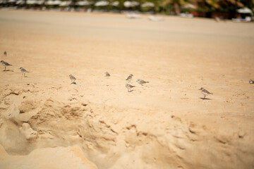 little birds frolicking on the beach