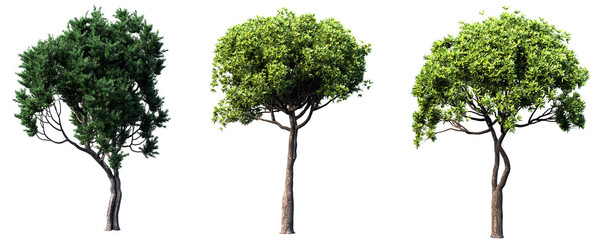 illustration of a tree, tree in isolate background, transparent background