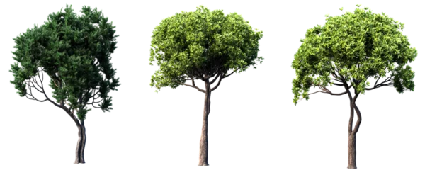 Gardinen illustration of a tree, tree in isolate background, transparent background © Diem
