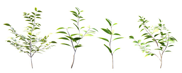 Fototapeta na wymiar grass isolated on white background, leaf isolated on white
