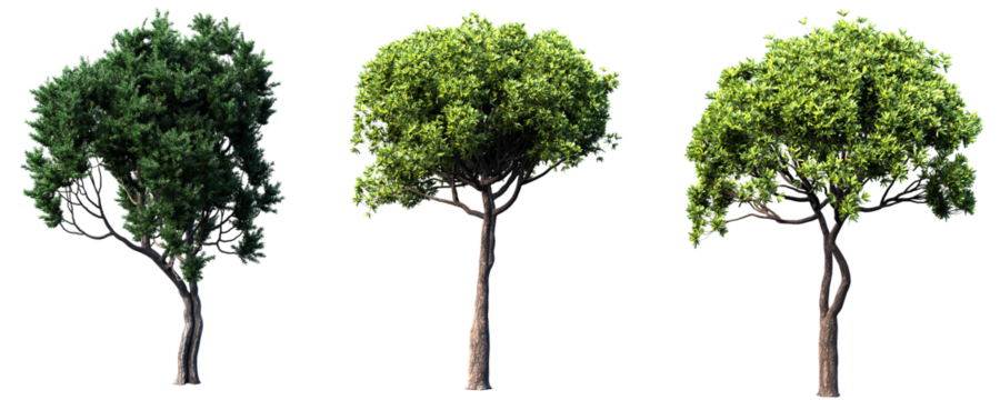illustration of a tree, tree in isolate background, transparent background