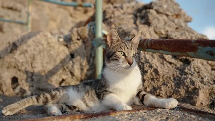 Striped Stray Cat Lies in the Sun on the Rocks by the Sea, Notices Something, and Leaves.