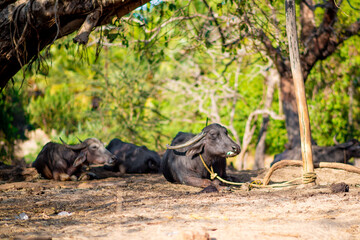 Indian black cows with long horns lying on the ground