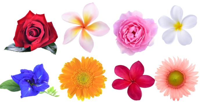 multi flowers rose  Plumeria  Butterfly pea  sun folwer  gerber  on transparent.