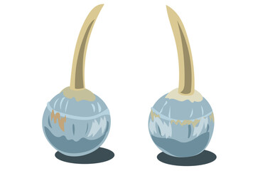 くわいのイラスト