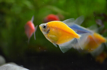 Złota tetra kolor rybka akwariowa