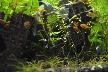 Flora akwariowa i rybki © Lena