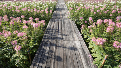 wooden pathway with pink flowers