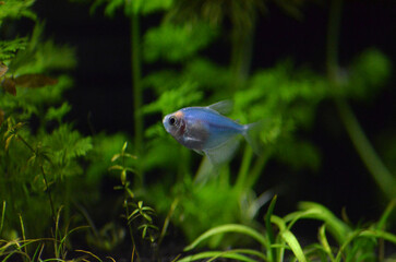 Tetra kolor niebieska w akwarium