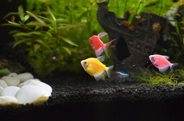 Rybki akwariowe tetra © Lena