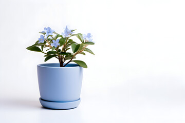 blue flowers in a pot  ,Ai generative