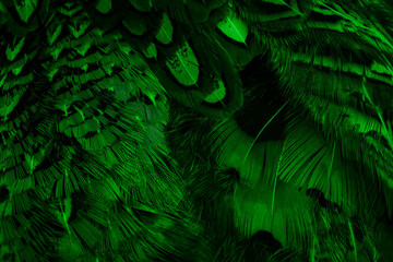 green feathers with an interesting pattern . background