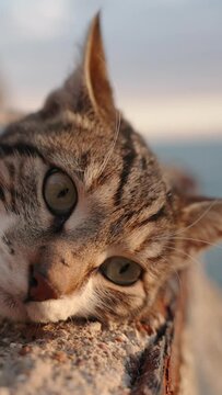 A stray cat lies on rusty steps. The sunset and the sea are in the background. It stares intently at something, close-up.